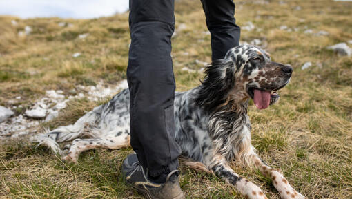 Llewyn setter sales